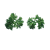 parsley