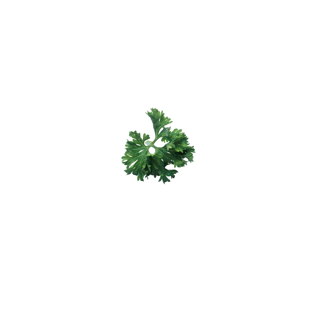 parsley